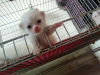 Pure parshian blue eyes baby cat